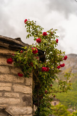 roses  in the garden