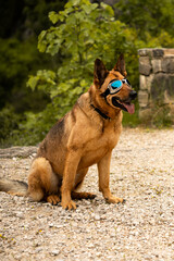 portrait of a dog wearing sunglasses