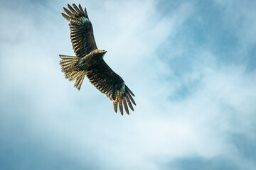 Kite bird flying in sky