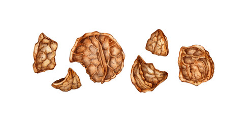 Walnut watercolor illustration isolated from background. Realistic texture and natural colors of the shell and kernel of the nut. Ideal for culinary, botanical still life projects, packaging design
