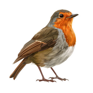 recommend clip art: Vector illustration of a european robin on a white background. Suitable for crafting and digital design projects.[A-0002]