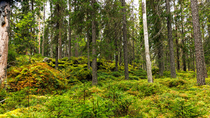 Forest ecosystem with trees, shrubs, diverse flora and vegetation