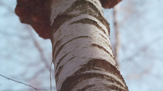 Outgrowth On A Birch Tree Trunk. Burl On A Birch Tree Trunk. Wood Suvel. Tree Diseases. Gimbal Stabilize.