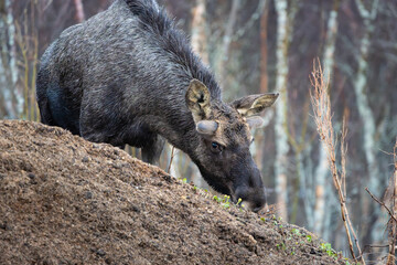 A large moose bull feeding in forest, closeup, high detail, eye level, eye focus