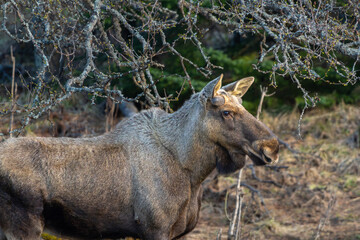 Moose bull with small antlers under tree, feeding, high detail eye level