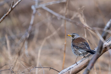 Fieldfare in bushes, perched on a branch during spring, high detail eye level