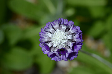 プリムラ・カピタータ