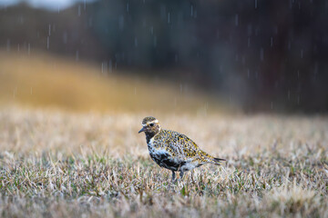 A Golden Plover (Pluvialis apricaria) in rainfall, golden sunrise, high detail, eye focus and eye level