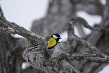 Great tit in beautiful dead pine tree while it is snowing, high detail
