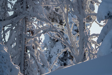Backlit frosted brush in the Norwegian forest during winter