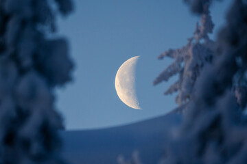 The moon through snow-filled pine trees in the Norwegian mountains, waning crescent, moon in focus © Snorre