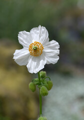 Obraz premium メコノプシス・ベトニキフォリア アルバ