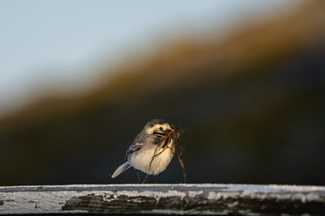 Super cute White Wagtail with its beak full of nesting material, blurry background, golden sunlight, high detail and eye level
