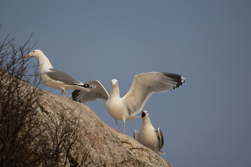 European Herring Gulls at cliff face posing for camera, one shrieking and one with its wings up