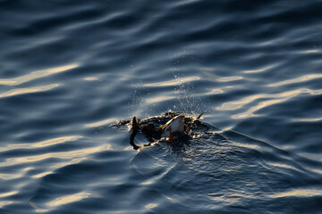 A puffin diving, disappearing down into the ocean, action shot