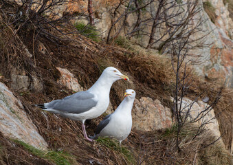 Two European Herring Gulls on a bird island, closeup looking into camera, high detail