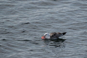 Juvenile seagull eating fish remains at ocean surface, high detail