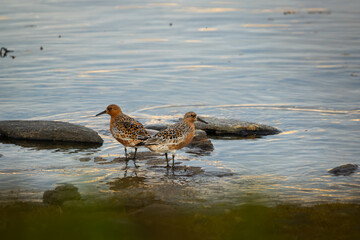 Two Red Knot standing by the waters edge looking in opposite directions, closeup