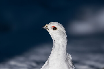 High detail of willow ptarmigan in winter plumage looking into camera, high detail eye level and eye contact