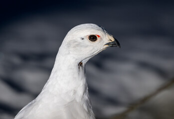 Closeup of willow ptarmigan in winter plumage, high detail eye focus eye level