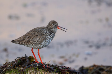 Common redshank by the water, eye level, high detail, beak open, singing