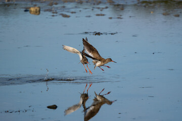 Two redshanks playing, chasing each other, action shot, reflection in water, high detail