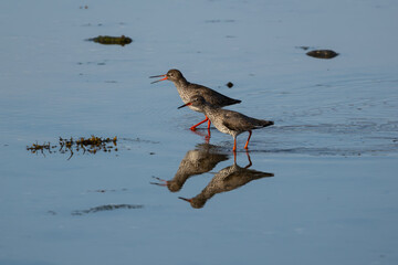 Two common redshank by the coast, reflection in water