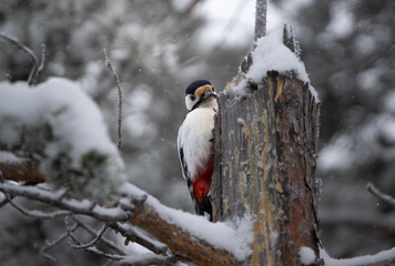 A Great spotted woodpecker looking at camera, sitting on a tree during winter, high detail, colorful cute red bird