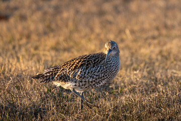 Eurasian Curlew a large wading bird in grassfield during sunrise, looking into camera