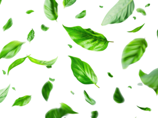 Green leaves flying movement cutout transparent background.