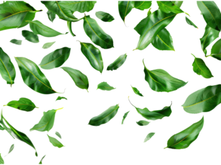 Green leaves flying movement cutout transparent background.