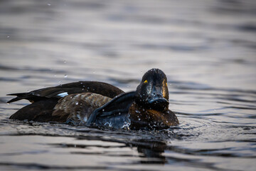 Female tufted duck scratching herself, splashing water, looking cute and happy