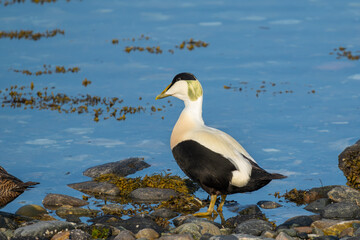 Common Eider male standing by the ocean, sunlight and colorful plumage