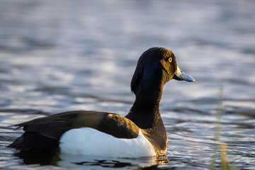 Male tufted duck swimming in a lake, golden sunlight, high detail, eye level and eye focus