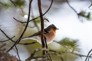 Eurasian Chaffinch on a branch in a pine tree, looking ahead into the sunlight
