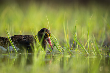 A Ruff (Calidris pugnax) high detail closeup, looking into the water for food