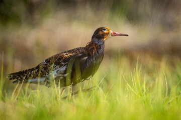 A Ruff (Calidris pugnax) walking in marsh, looking upwards and smiling