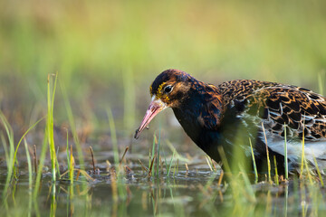A Ruff (Calidris pugnax) with insects in its beak as it is feeding in marshlands