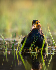 A Ruff (Calidris pugnax) looking towards the camera, sunlight and very high detail closeup, portrait