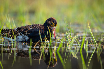A Ruff (Calidris pugnax) looking for food in the water, sunlight and high detail