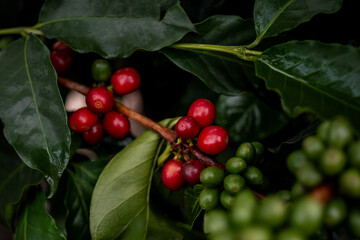 PLANTA DE CAFÉ DE COLOMBIA CON FRUTOS ROJOS Y VERDES