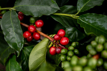 PLANTA DE CAFÉ DE COLOMBIA CON FRUTOS ROJOS Y VERDES