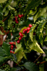 PLANTA DE CAF&Eacute; DE COLOMBIA CON FRUTOS ROJOS Y VERDES
