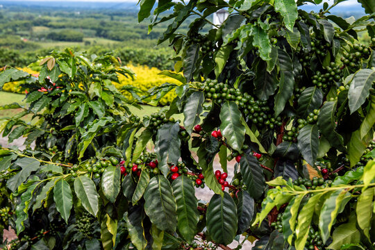 PLANTA DE CAF&Eacute; DE COLOMBIA CON FRUTOS ROJOS Y VERDES