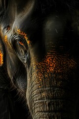 Mystic portrait of Sumatran Elephant, copy space on right side, Anger, Menacing, Headshot, Close-up View Isolated on black background
