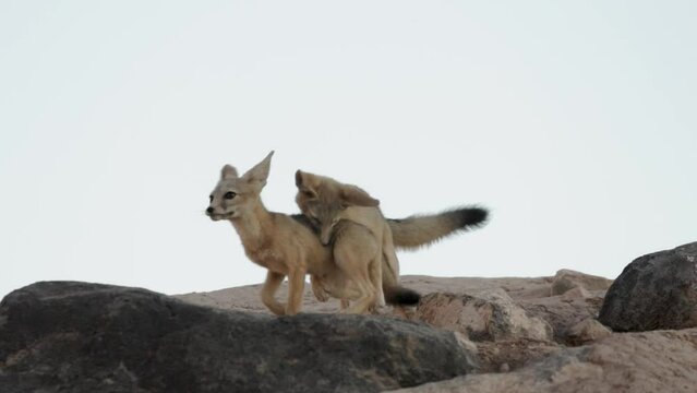 4k Slow Motion video of Kit Fox cubs displaying dominance behavior and play fighting at a den site in the desert of Southern Utah, USA under a pale blue evening sky after sunset.