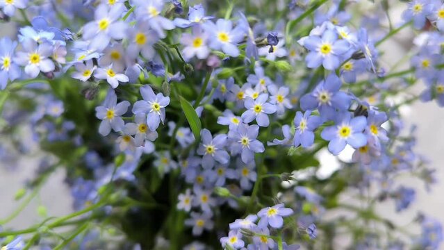 Forget-me-not flowers.Beautiful blue flowers. Spring shade tolerant flowers.Shady flower garden assortment. 4k footage