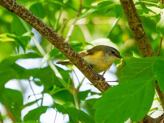 Yellow and green Bird perched on branch with lush green foliage