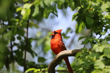 An image of an adult male Northern Cardinal perched and singing in a tree along the shores of Lake O