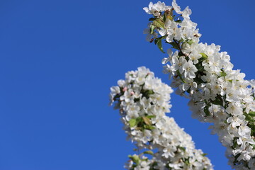 Blossoms blooming on a tree against a clear blue sky